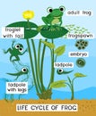 Frog life cycle. Sequence of stages of development of frog from egg to adult animal in pond Royalty Free Stock Photo